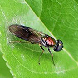 Sargus cuprarius